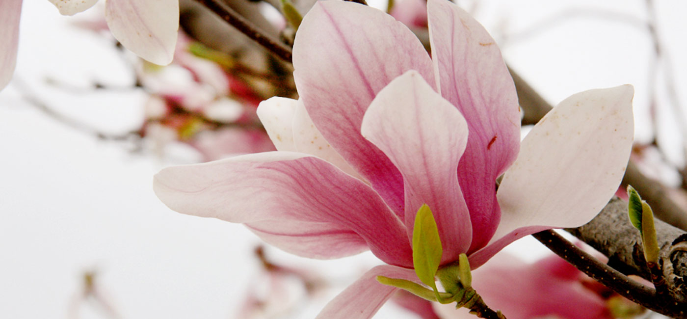 Spring