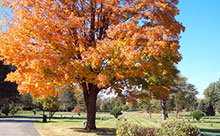 Fall image of a tree on the Cedar Memorial grounds